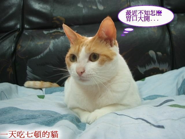亮亮夏日炎炎食慾開