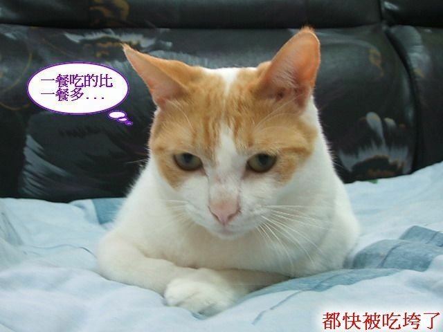 亮亮夏日炎炎食慾開