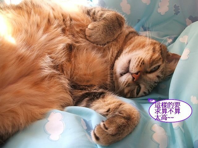 嘎嘎的新窩