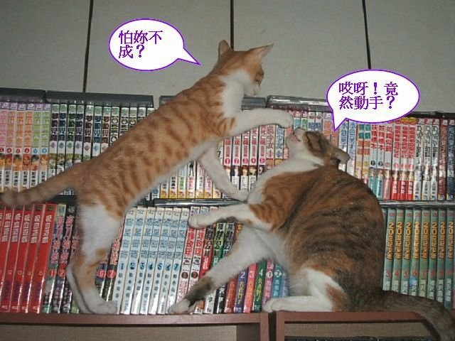 跳跳妹妹讓路記