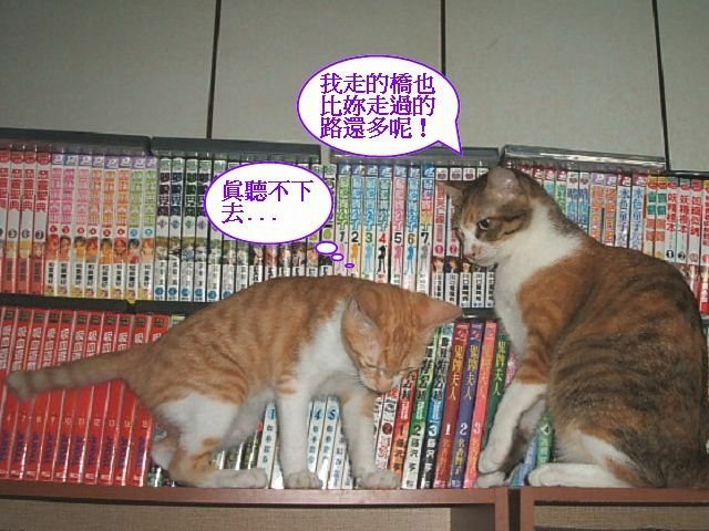 跳跳妹妹讓路記