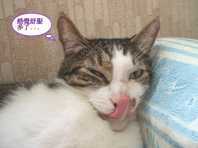仔仔的神技