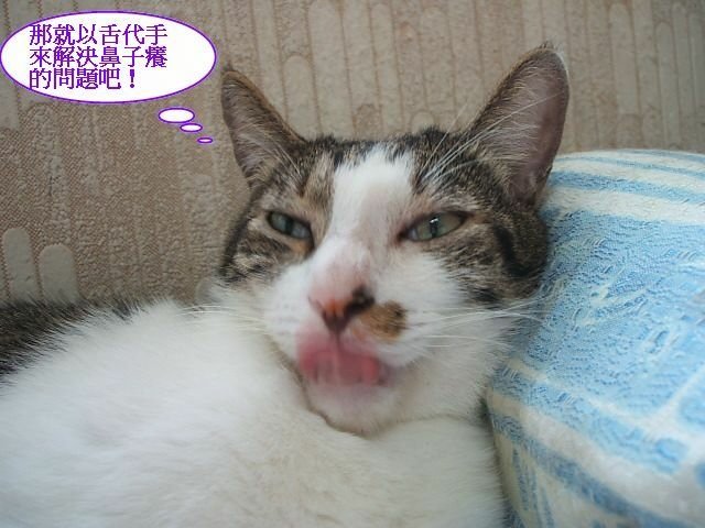 仔仔的神技