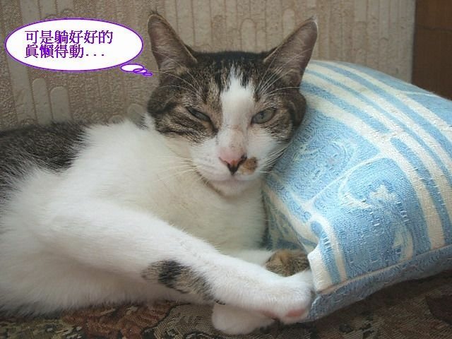 仔仔的神技