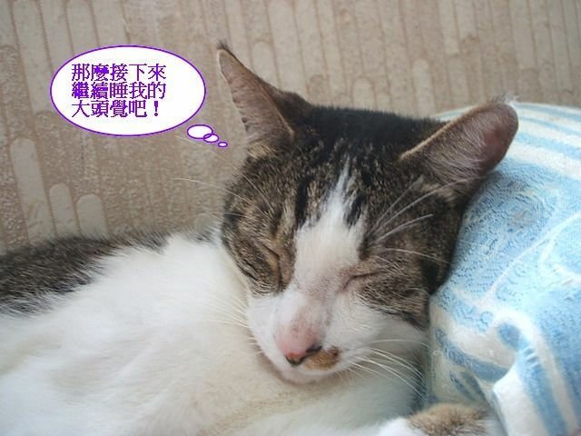 仔仔的神技