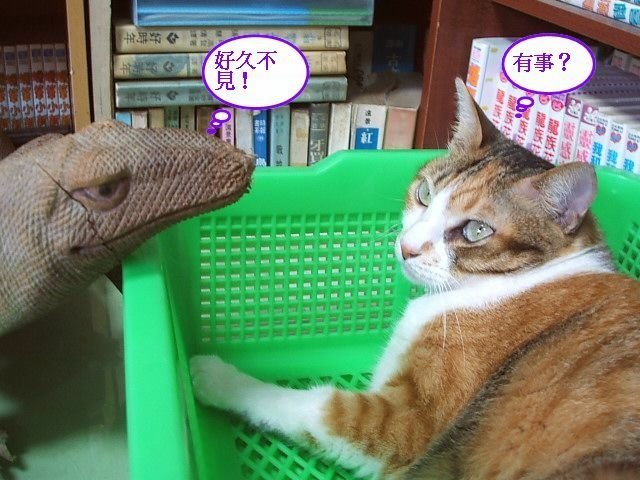 蹦蹦的專用睡枕
