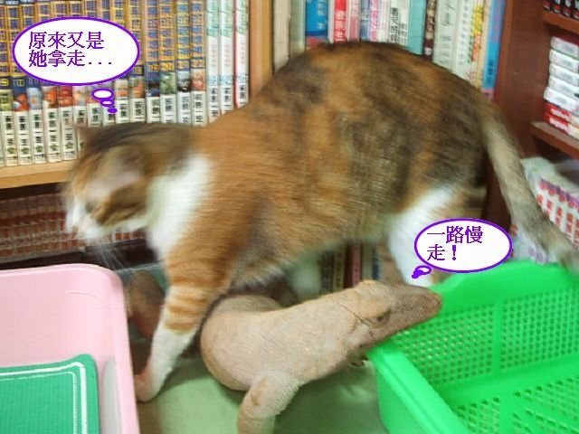 蹦蹦的專用睡枕