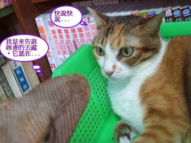 蹦蹦的專用睡枕