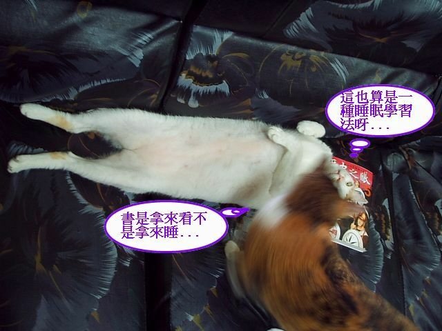 蹦蹦的專用睡枕