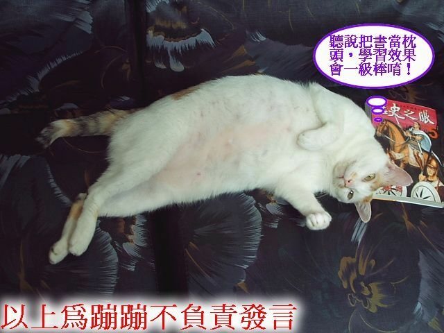 蹦蹦的專用睡枕
