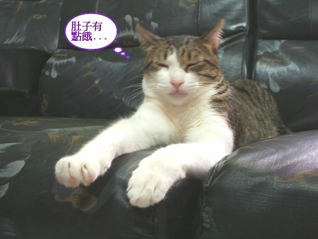 襪襪等吃飯