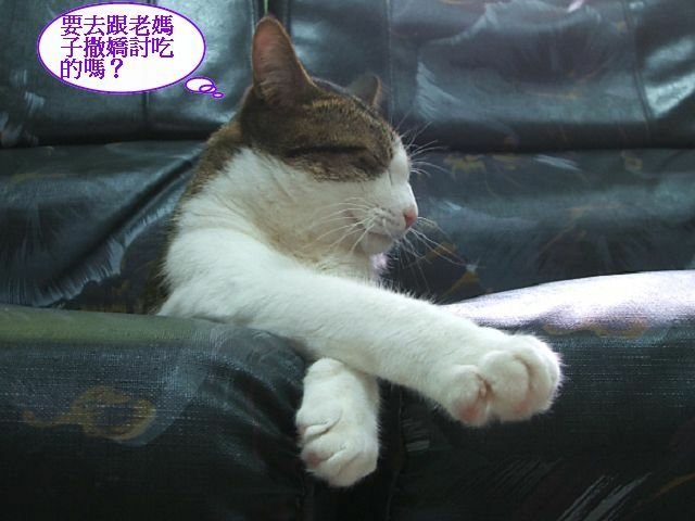 襪襪等吃飯