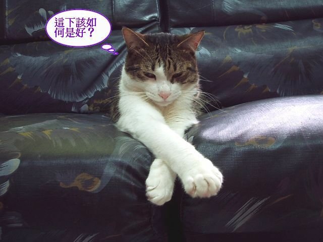 襪襪等吃飯