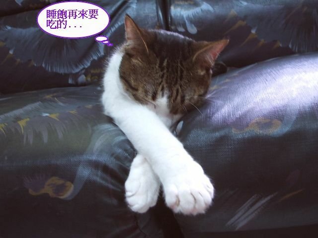 襪襪等吃飯