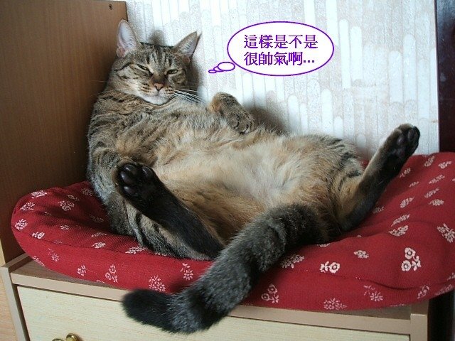 琥琥豪放女