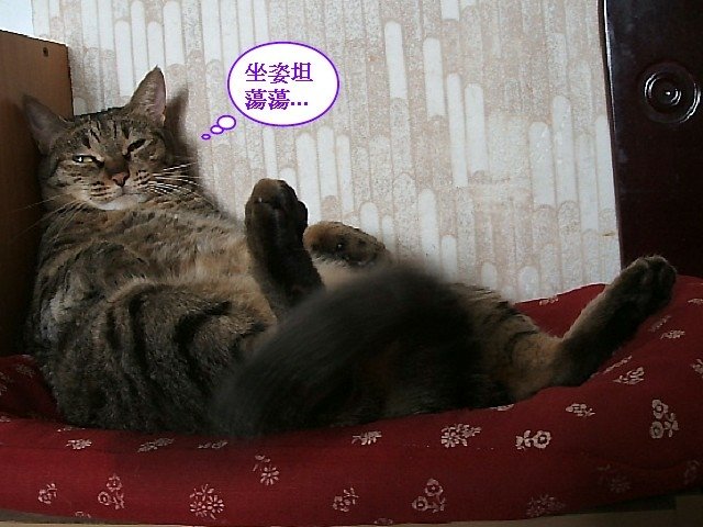 琥琥豪放女