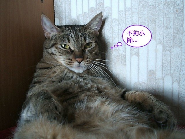 琥琥豪放女