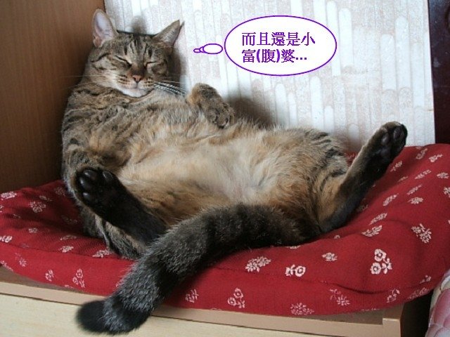 琥琥豪放女