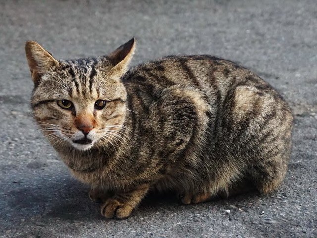 貓咪食客～167