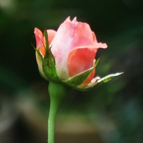 橘粉色玫瑰