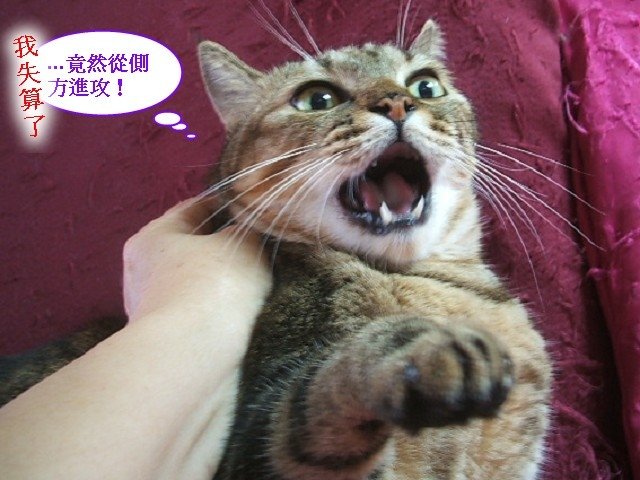 紋紋被偷襲