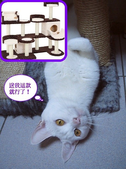 安安想要新禮物