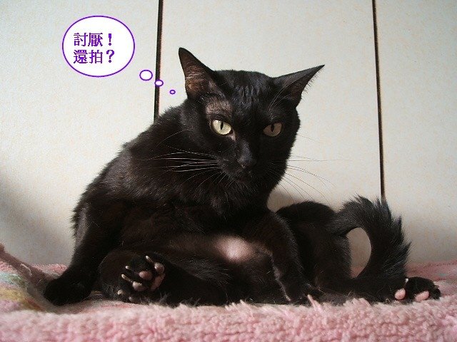 琪琪的不雅照