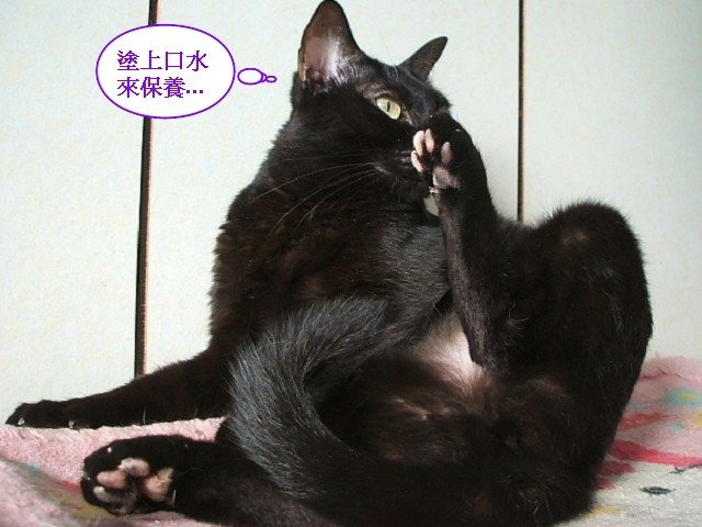 琪琪的不雅照