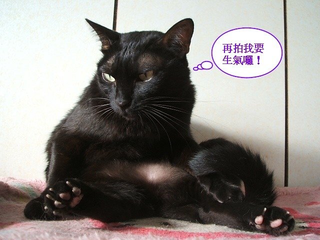 琪琪的不雅照