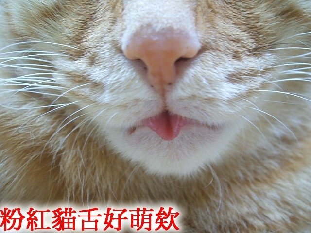啾啾的小舌頭