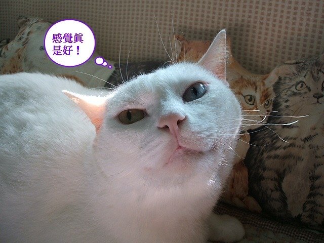 波波愛搔搔