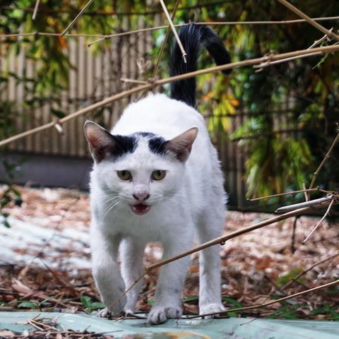 貓咪食客～148