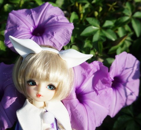 牽牛花田中的小可愛