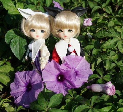 牽牛花田中的小可愛