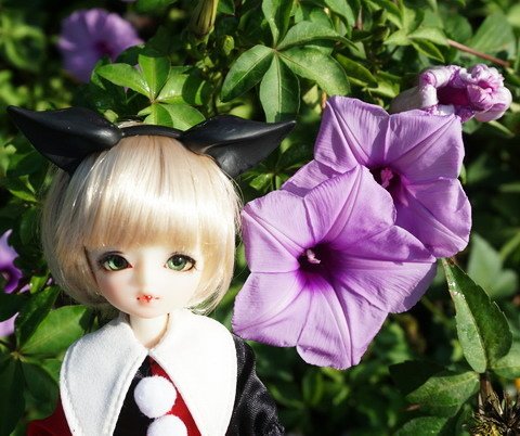 牽牛花田中的小可愛