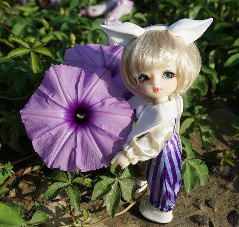 牽牛花田中的小可愛