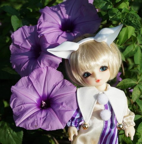 牽牛花田中的小可愛