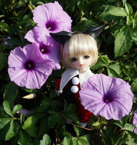 牽牛花田中的小可愛