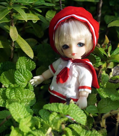 貓咪幼兒園