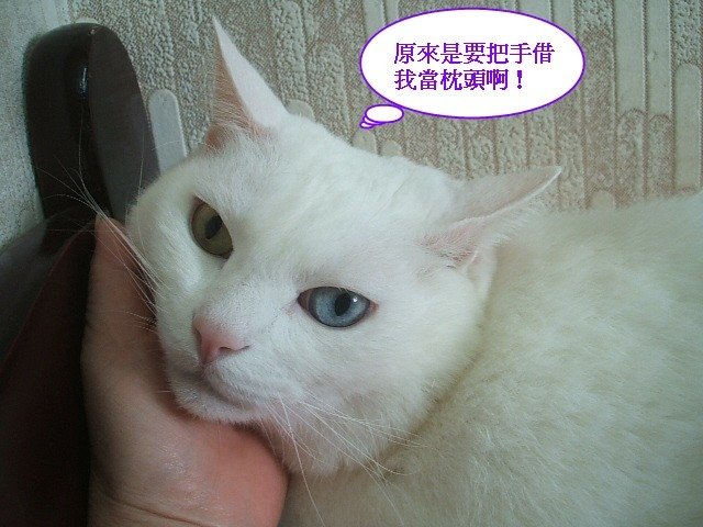 好枕頭不睡嗎