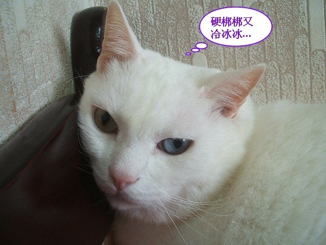 好枕頭不睡嗎