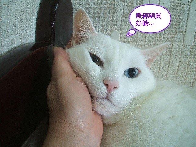 好枕頭不睡嗎