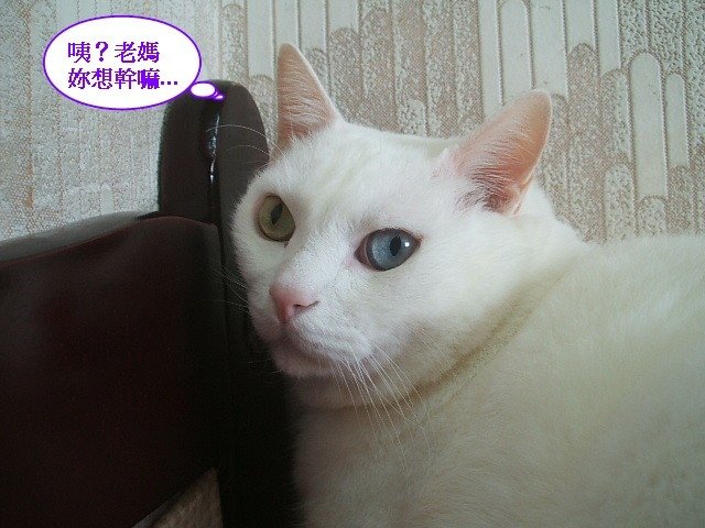 好枕頭不睡嗎