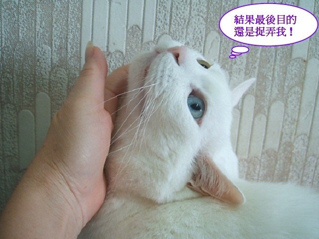 好枕頭不睡嗎