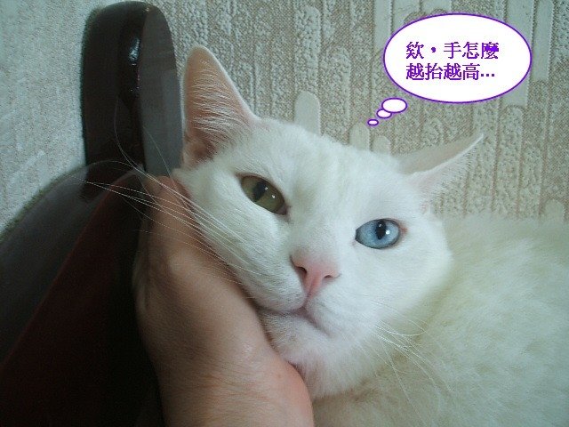 好枕頭不睡嗎