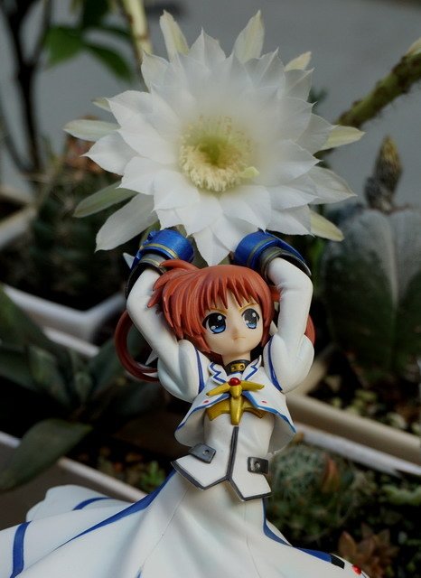高町奈葉逛花園