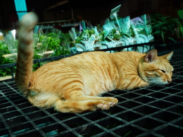 231029八角花市愛睏橘 (4).jpg