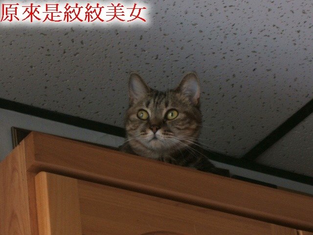 紋紋的秘密基地