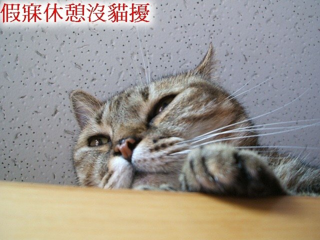 紋紋的秘密基地