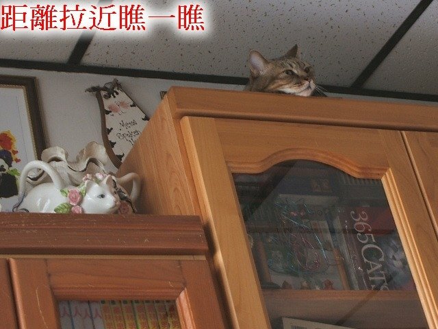 紋紋的秘密基地